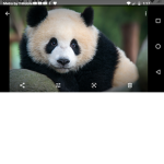 Panda Boiz