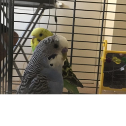 Parakeet Heaven! UPDATE! (REVAMP)
