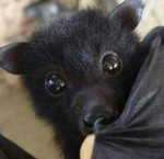 pizza bat games