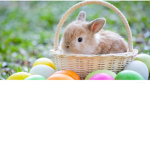 Bunnies are the cutest and lovely’s