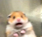 Hamster_slay