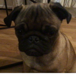 Tropical land of pugs