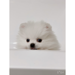 Dogos!