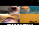 The cuhhhhhs