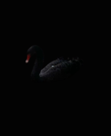 Dark Swans