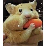 bedst hamster team ever