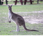 Australia Fangroup (not clickbait)