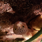 The Gecko Group.