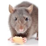 The rats rats rats