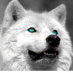Wolves of a Fur