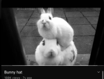 Pawifistt
