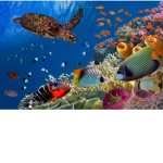 OceanPlayz group