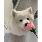 puppyyy