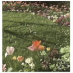 Roblox’s lil flowers