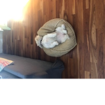 dog.dead