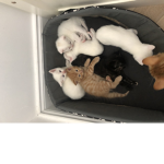 Cat_armyisthebest