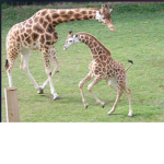 Energetic giraffe
