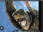 WHO PUT DA MUFFINS IN DA FREEZA