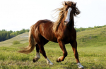 horsey people!~