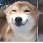 The doge’s builders club
