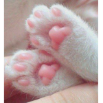 toxicclan~warrior cats rp