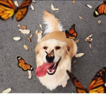 Butterfly and Puppy