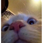 sushi's cat club