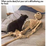 True Friends Of The Cat Gang
