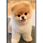 The Real Puppy Group