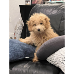 Puppy love lucky