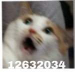 Kitty's_group