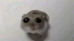이름 뭐로하지?
