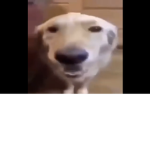 Butter d0g