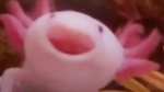 ~Axolotl fans~