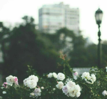 ~ bouquet de fleurs ~