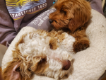 Cute pups rule