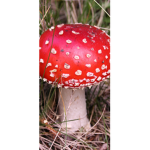 Mushroom Mog