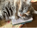 This cat is lazy