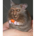 YOU'RE A RAT AND YOU KNOW IT
