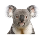 The koala jungle
