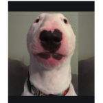 Walter Official Group