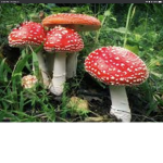 Mushroom pro game