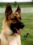 German Sheperds RULE