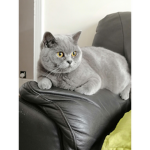 MeowCat Games