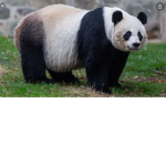 Panda Nation’s