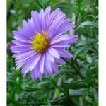 Sun flowers!!!!!!
