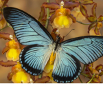 Butterfly group for people who like them