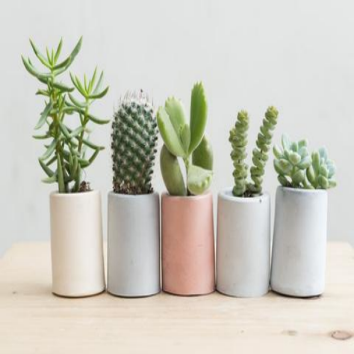pastel plants f irst Roblox decal