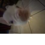 Goofyprada10