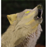 Fans - Wolf_Gamer